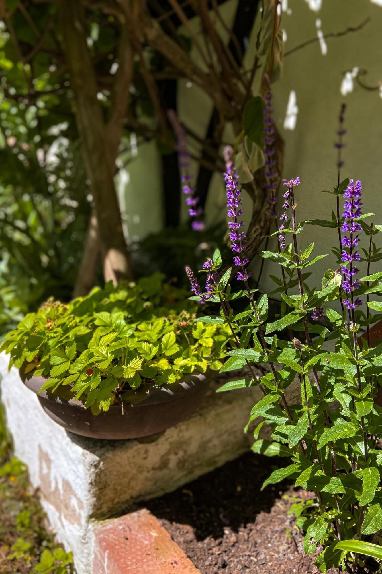 Gardens & Apotekarns B&B Simrishamn Exteriér fotografie